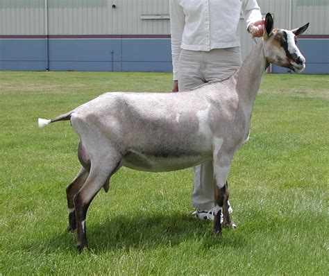 Missdee's French Alpine Dairy Goats - Pedigree