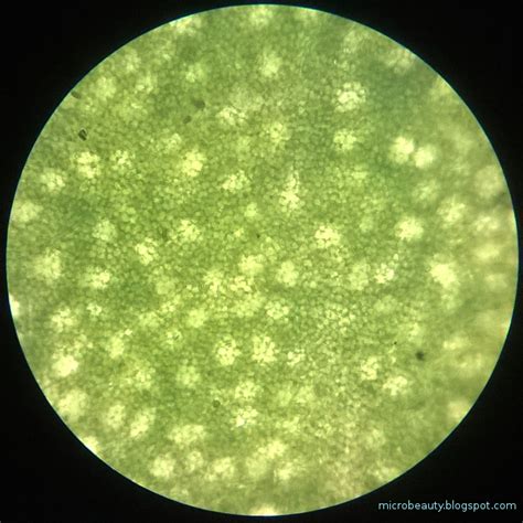 莲叶 的图像结果