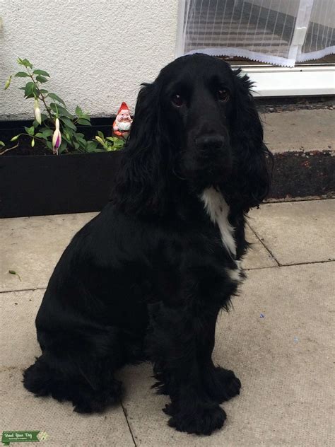 Stud Dog - Black Cocker Spaniel (Full Pedigree & KC Registered) - Breed ...