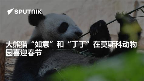 （国际）大熊猫“如意”和“丁丁”在莫斯科庆生_腾讯新闻