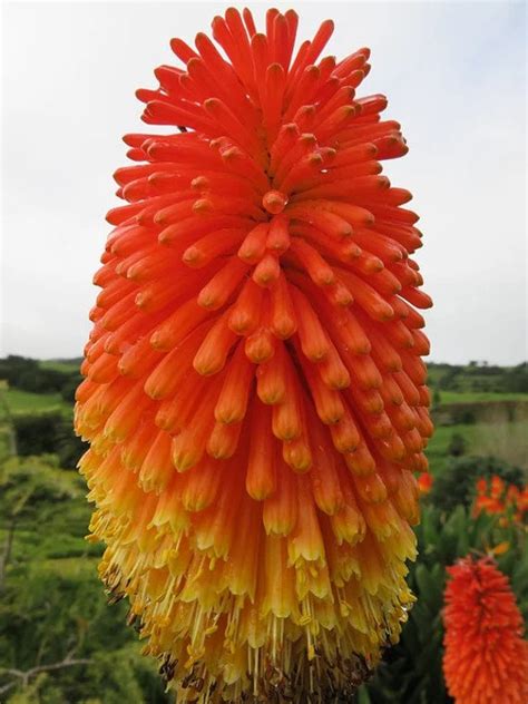Red Hot Poker Torch Lily, Kniphofia Perennial Flower Seeds for Planting ...
