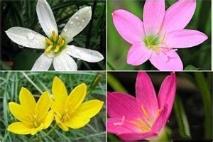 DIVINE ®EF- Mixed Color and Hybrid Flower Seeds -0A76 Seed Price in ...