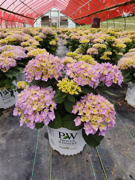 Let's Dance Sky View® Reblooming Hydrangea - Green Promise Farms