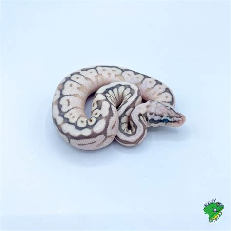 Image result for Queen Bee Ball Python