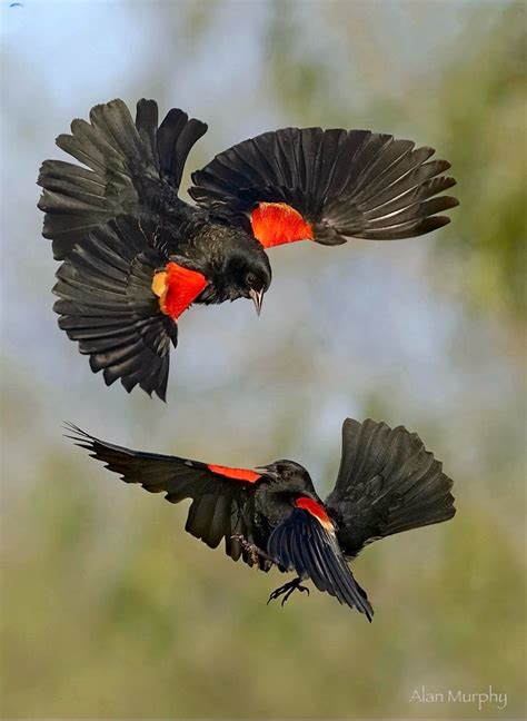 Image result for Order Status