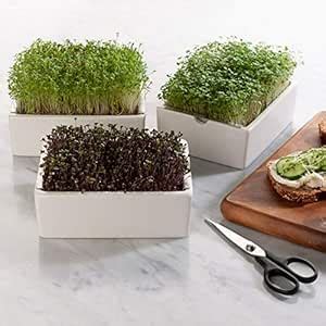 Joycity Microgreen Seeds Combo- Pack of 3 Variety Of Microgreens (1500 ...