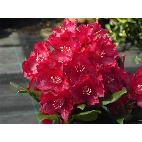 Rhododendrons, Rhododendron 'Nova Zembla' C5 40/+ | Schilliger