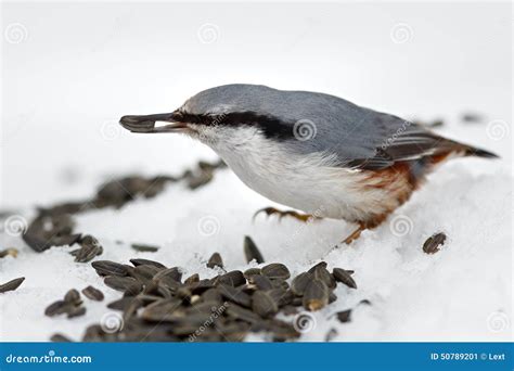 Feeding Hungry Birds in the Winter. Stock Image - Image of food, frost ...