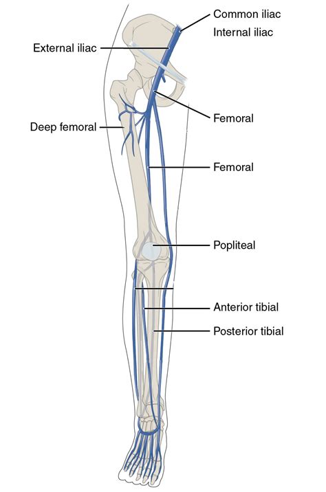 Deep Vein Anatomy Leg Deep Femoral Vein Wikipedia