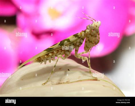 Pseudocreobotra Wahlbergii Stock Photos & Pseudocreobotra Wahlbergii ...