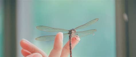 Image result for WildFly Vs. Spring Boot