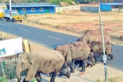 Fodder spread up in TN forests after rains, animals stay in limits