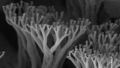 Image result for Microscope Toes