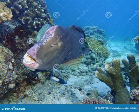 Green Humphead Parrotfish Royalty-Free Stock Image | CartoonDealer.com ...