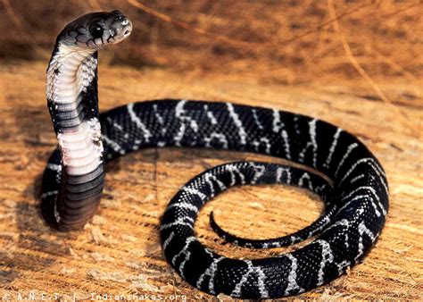 Indian Snakes - Indian Snakebite Initiative