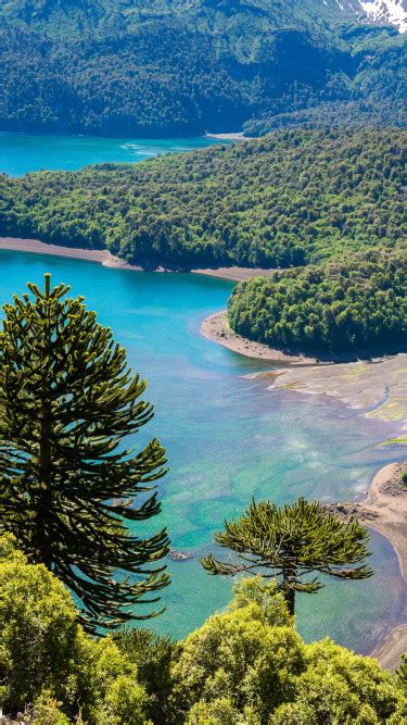 Download wallpaper Forest, Park, Coast, Chile, Conguillio National Park ...