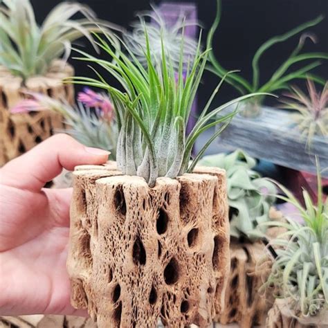 How to Mount Air Plants 的图像结果