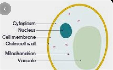 draw and label an yeast cell - Brainly.in