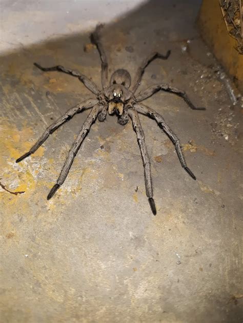 Worlds Largest Spider Ever Huntsman Spider Wikipedia