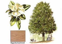 Image result for Magnolia Wood Island Top