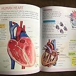 Human Body Minipedia for Kids Age 5-15 years [Paperback] Dreamland ...