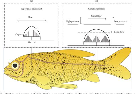 Image result for Lateral Line Sensor