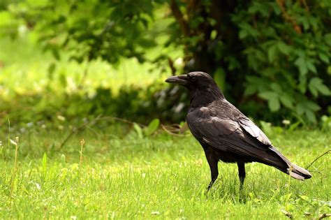 raven - bird, looking, nature, animal wildlife, black color, close-up ...