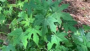 Creative Farmer Home Plant Garden Tree Spinach/Chaya -Mesoamerica Orgin ...