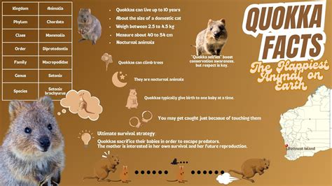 Quokkas Facts Quokka Facts For Kids | Facts About Quokkas