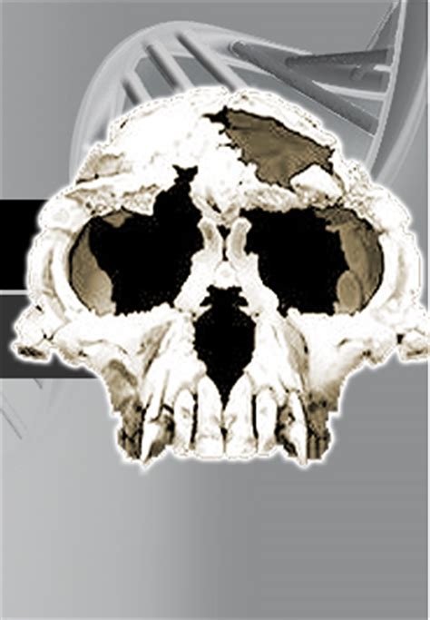 Image result for Ardipithecus Ramidus Fossils