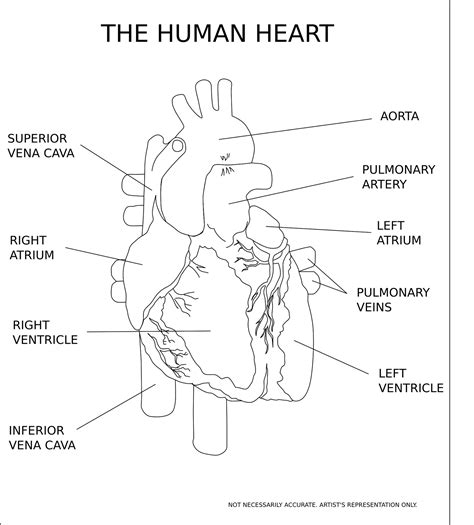 Heart: anatomy, physiology, location, disease and treatment - Biologysir