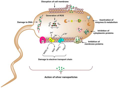 Effect of Size, Shape and Surface Functionalization on the Antibacterial Activity of Silver ...