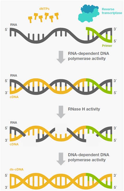 Image result for Transcriptase Inverse Function