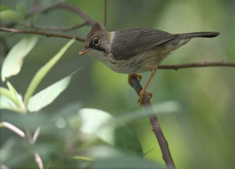 Birds and Bird watching at Rajaji National Park