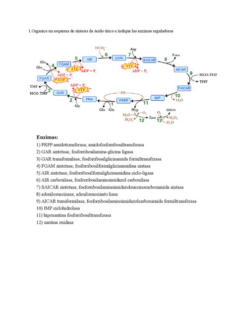 Síntesis y regulación del ácido úrico | Apuntes de Inglés Técnico | Docsity