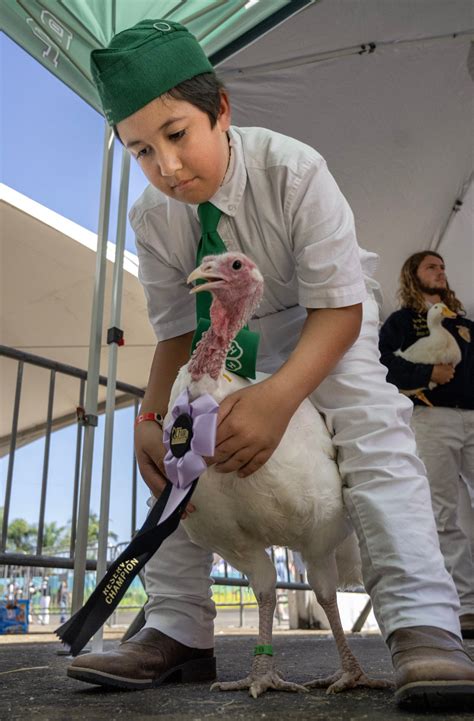 2024 OC Fair: Students take their livestock project to market - Orange ...