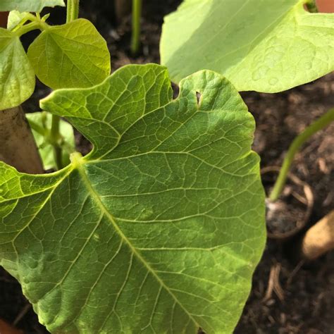 Runner Bean Problems 的图像结果