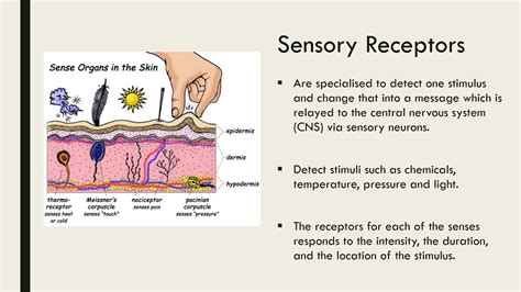 Response to Stimuli Example 的图像结果