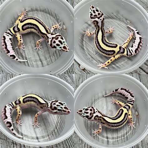 Leopard Gecko Colors