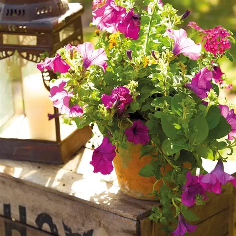 Geranio hiedra (gitanilla): cuidados y diferencias con otros geranios