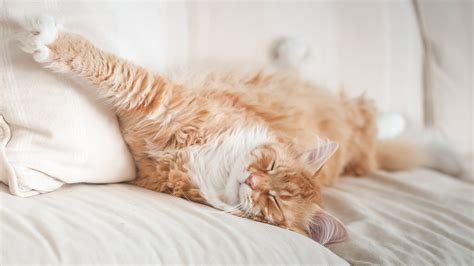 Download wallpaper cat, stay, paw, sleep, red, muzzle, bed, cat ...