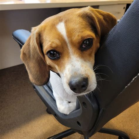 Roose Animal Hospital: ElleVet’s October Clinic of the Month | ElleVet ...