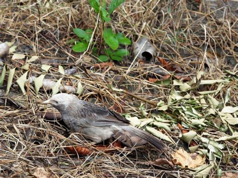 Jungle Babbler