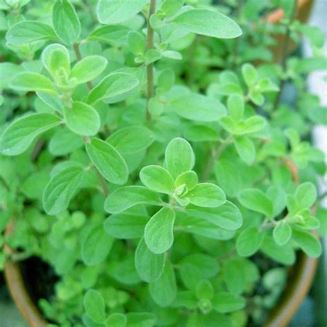 XOLDA Marjoram Plant Seed Price in India - Buy XOLDA Marjoram Plant ...