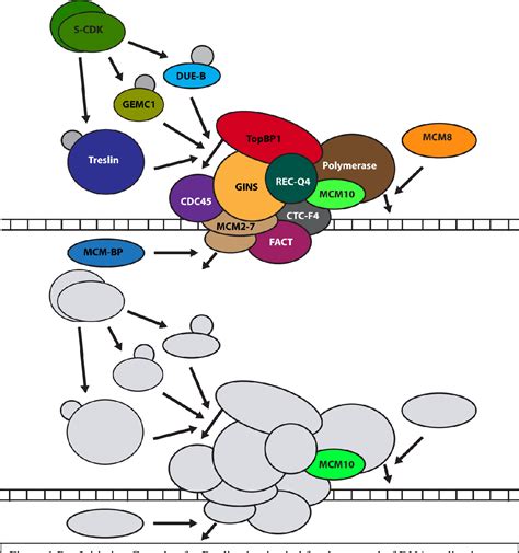 Image result for Pre-Replication Complex