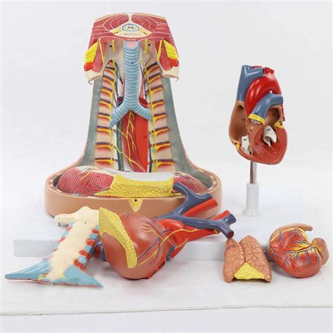 Buy Minsong Human Mediastinal Model Pleural Respiratory System Thymus ...