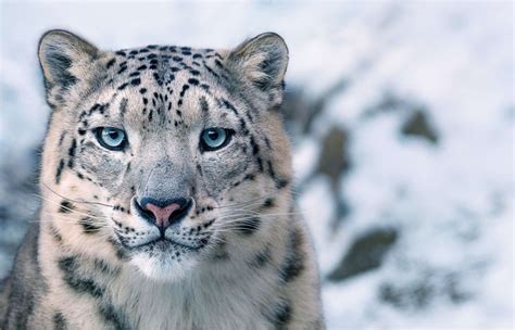 IUCN Snow Leopard Threat Level: Endangered Picture | 'Endangered' captures lives of threatened ...