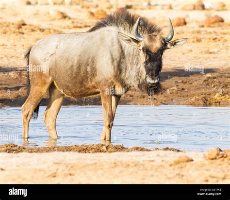 Blue wildebeest (Connochaetes taurinus) drinking at a water hole on the ...