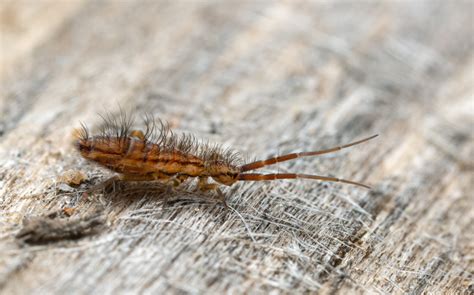 Image result for Springtail vs Termite