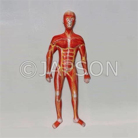 Human Model - Muscle on Board, Small – japson.com